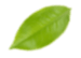 small image from leaves