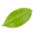 small image from leaves